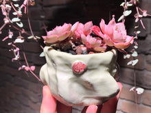 Load image into Gallery viewer, Set T (rooted with pot) | 组合T (已服盆)