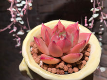 Load image into Gallery viewer, Set T (rooted with pot) | 组合T (已服盆)