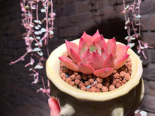 Load image into Gallery viewer, Set T (rooted with pot) | 组合T (已服盆)