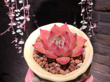 Load image into Gallery viewer, Set T (rooted with pot) | 组合T (已服盆)