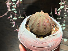 Load image into Gallery viewer, Set T (rooted with pot) | 组合T (已服盆)