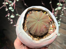 Load image into Gallery viewer, Set T (rooted with pot) | 组合T (已服盆)