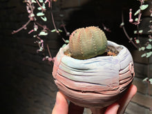 Load image into Gallery viewer, Set T (rooted with pot) | 组合T (已服盆)