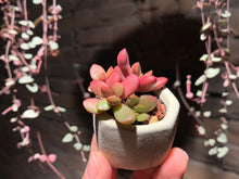 Load image into Gallery viewer, Set T (rooted with pot) | 组合T (已服盆)