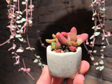 Load image into Gallery viewer, Set T (rooted with pot) | 组合T (已服盆)