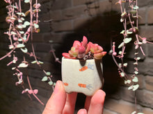 Load image into Gallery viewer, Set T (rooted with pot) | 组合T (已服盆)