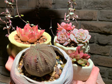 Load image into Gallery viewer, Set T (rooted with pot) | 组合T (已服盆)