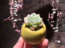 Load image into Gallery viewer, Set U (rooted with pot) | 组合U (已服盆)