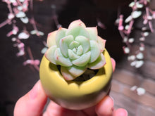 Load image into Gallery viewer, Set U (rooted with pot) | 组合U (已服盆)