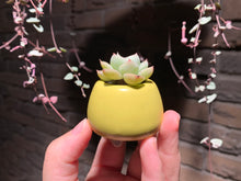 Load image into Gallery viewer, Set U (rooted with pot) | 组合U (已服盆)