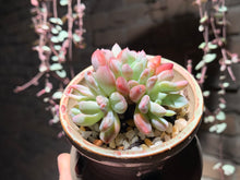 Load image into Gallery viewer, Set U (rooted with pot) | 组合U (已服盆)