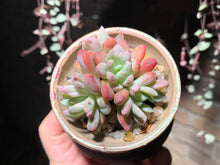 Load image into Gallery viewer, Set U (rooted with pot) | 组合U (已服盆)