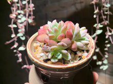 Load image into Gallery viewer, Set U (rooted with pot) | 组合U (已服盆)