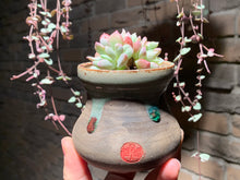 Load image into Gallery viewer, Set U (rooted with pot) | 组合U (已服盆)