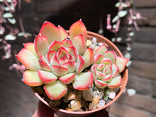 Load image into Gallery viewer, Set U (rooted with pot) | 组合U (已服盆)