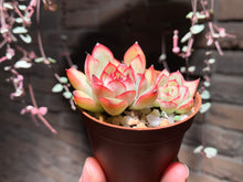 Load image into Gallery viewer, Set U (rooted with pot) | 组合U (已服盆)