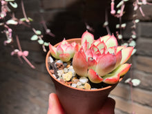 Load image into Gallery viewer, Set U (rooted with pot) | 组合U (已服盆)