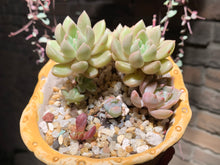 Load image into Gallery viewer, Set U (rooted with pot) | 组合U (已服盆)