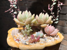 Load image into Gallery viewer, Set U (rooted with pot) | 组合U (已服盆)