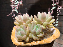 Load image into Gallery viewer, Set U (rooted with pot) | 组合U (已服盆)