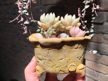 Load image into Gallery viewer, Set U (rooted with pot) | 组合U (已服盆)