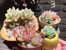 Load image into Gallery viewer, Set U (rooted with pot) | 组合U (已服盆)