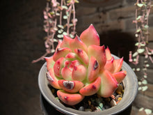 Load image into Gallery viewer, Set V (rooted with pot) | 组合V (已服盆)