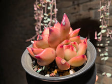 Load image into Gallery viewer, Set V (rooted with pot) | 组合V (已服盆)