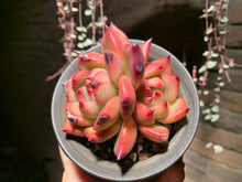 Load image into Gallery viewer, Set V (rooted with pot) | 组合V (已服盆)