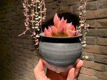 Load image into Gallery viewer, Set V (rooted with pot) | 组合V (已服盆)