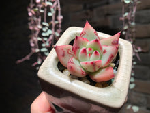 Load image into Gallery viewer, Set V (rooted with pot) | 组合V (已服盆)