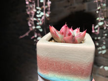 Load image into Gallery viewer, Set V (rooted with pot) | 组合V (已服盆)