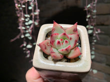 Load image into Gallery viewer, Set V (rooted with pot) | 组合V (已服盆)