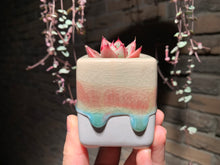 Load image into Gallery viewer, Set V (rooted with pot) | 组合V (已服盆)