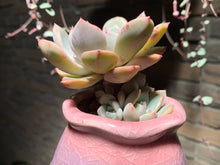 Load image into Gallery viewer, Set V (rooted with pot) | 组合V (已服盆)