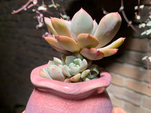 Load image into Gallery viewer, Set V (rooted with pot) | 组合V (已服盆)