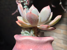 Load image into Gallery viewer, Set V (rooted with pot) | 组合V (已服盆)