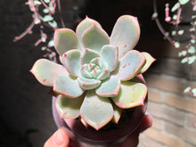 Load image into Gallery viewer, Set V (rooted with pot) | 组合V (已服盆)