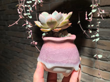 Load image into Gallery viewer, Set V (rooted with pot) | 组合V (已服盆)