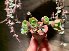 Load image into Gallery viewer, Set V (rooted with pot) | 组合V (已服盆)