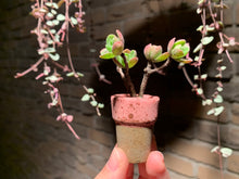 Load image into Gallery viewer, Set V (rooted with pot) | 组合V (已服盆)