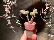 Load image into Gallery viewer, Set V (rooted with pot) | 组合V (已服盆)