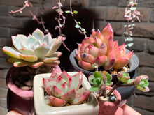 Load image into Gallery viewer, Set V (rooted with pot) | 组合V (已服盆)