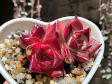 Load image into Gallery viewer, Set W (rooted with pot) | 组合W (已服盆)