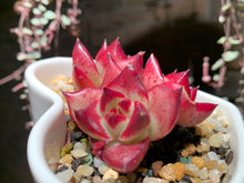 Load image into Gallery viewer, Set W (rooted with pot) | 组合W (已服盆)