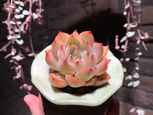 Load image into Gallery viewer, Set W (rooted with pot) | 组合W (已服盆)