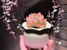 Load image into Gallery viewer, Set W (rooted with pot) | 组合W (已服盆)