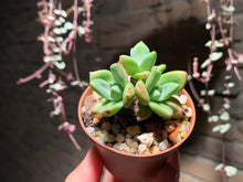 Load image into Gallery viewer, Set W (rooted with pot) | 组合W (已服盆)