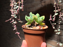 Load image into Gallery viewer, Set W (rooted with pot) | 组合W (已服盆)