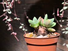 Load image into Gallery viewer, Set W (rooted with pot) | 组合W (已服盆)